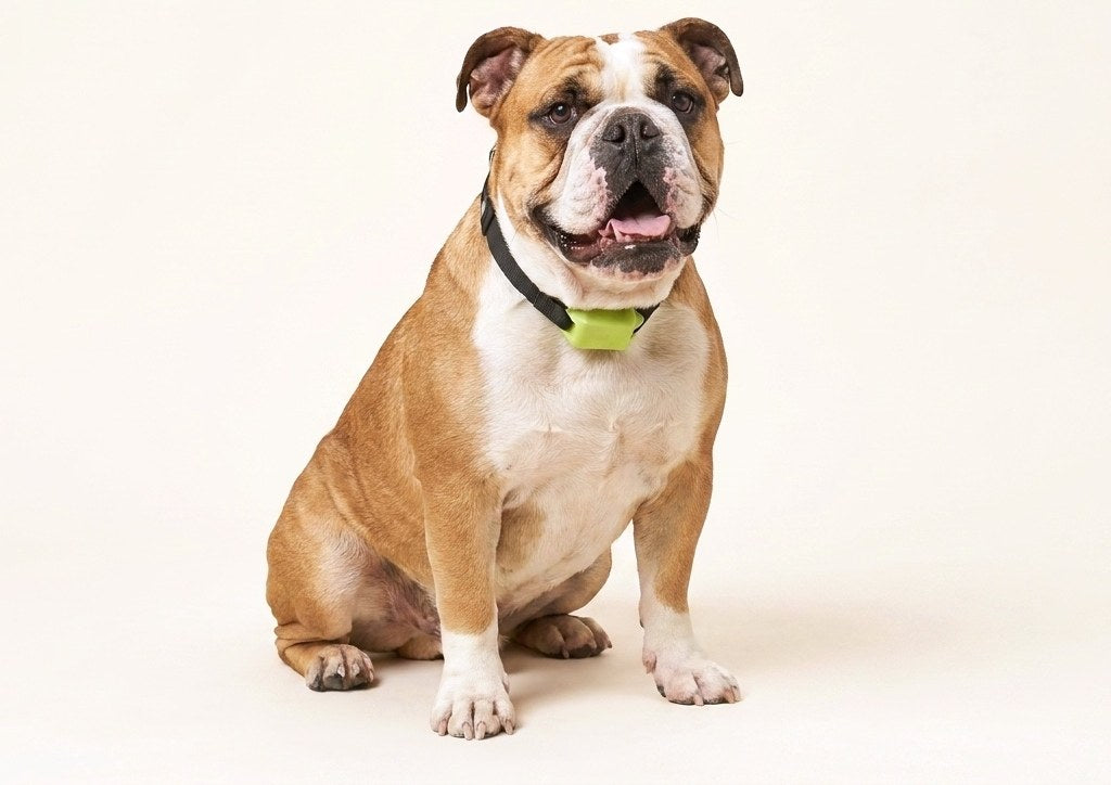 Pipo, un bulldog con su rastreador Besti