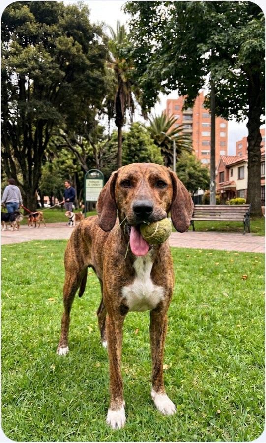 Mateo y Bruno con su mascota